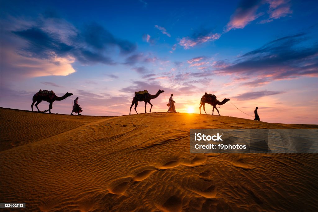 RajasthanCamels