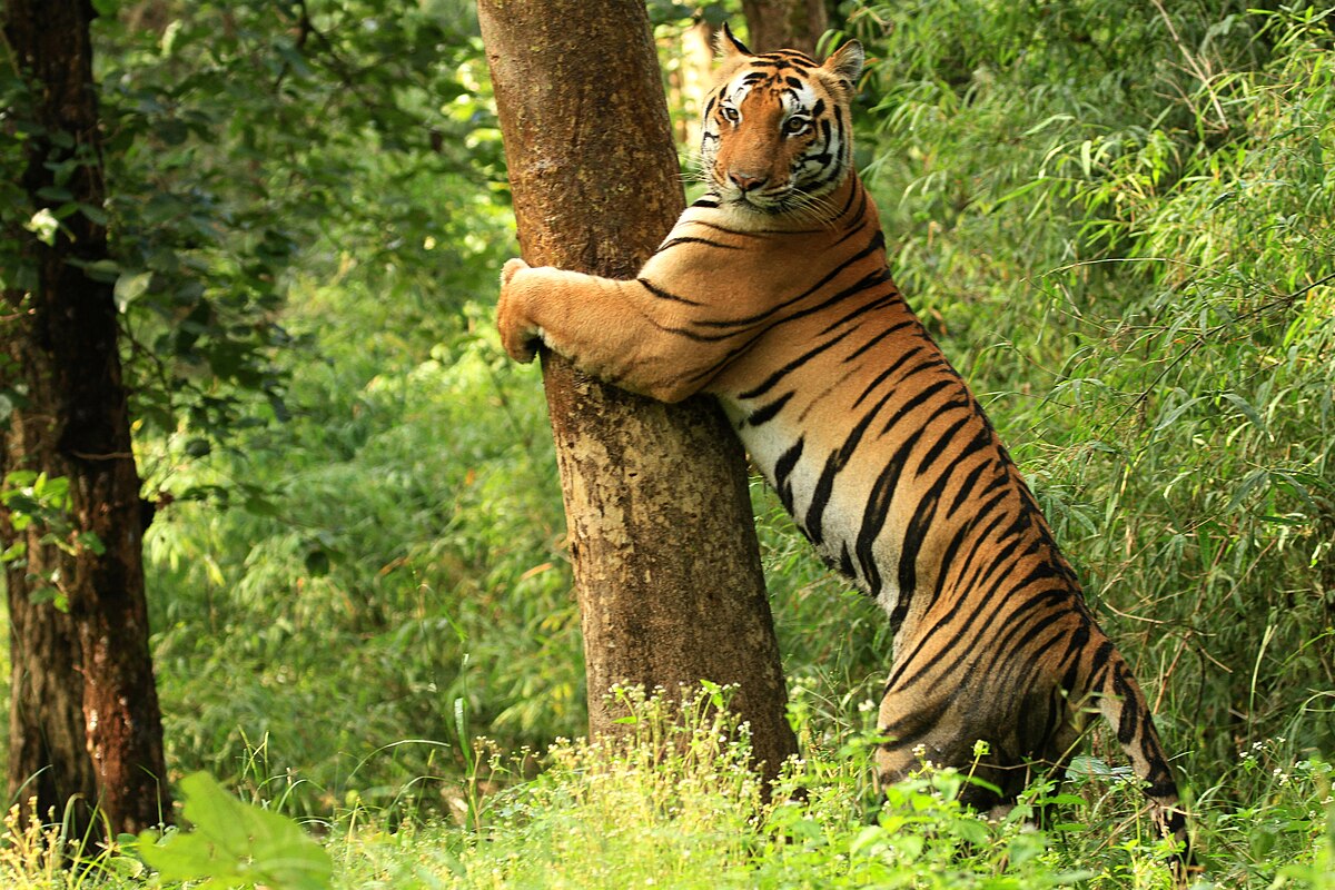 Kanha_National_Park