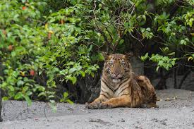 SundarbanBengalTiger