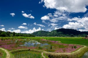 Ziro_valley