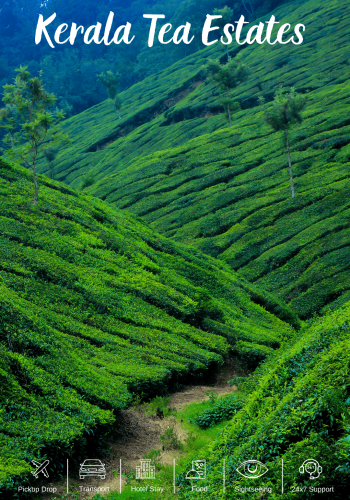 Kerala Tea Estates Blog